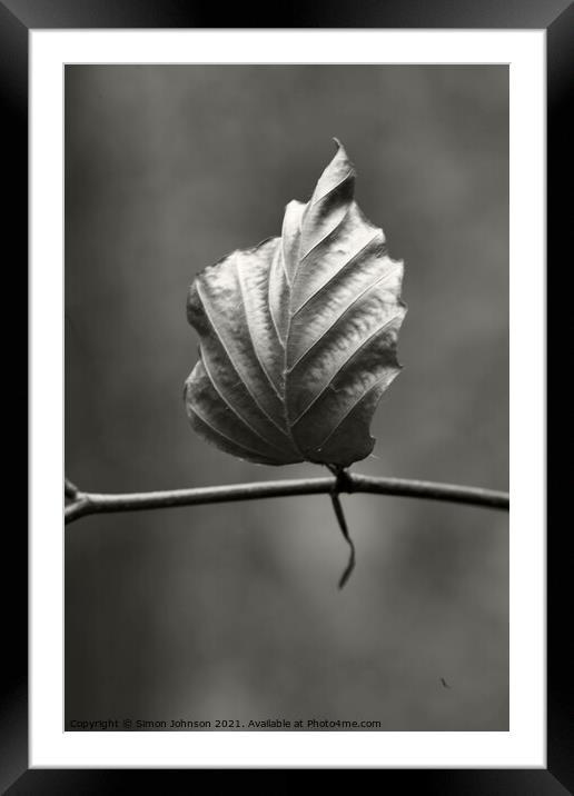 Isolated Beech leaf Framed Mounted Print by Simon Johnson
