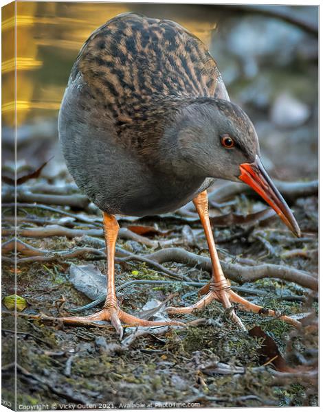 Water rail  Canvas Print by Vicky Outen