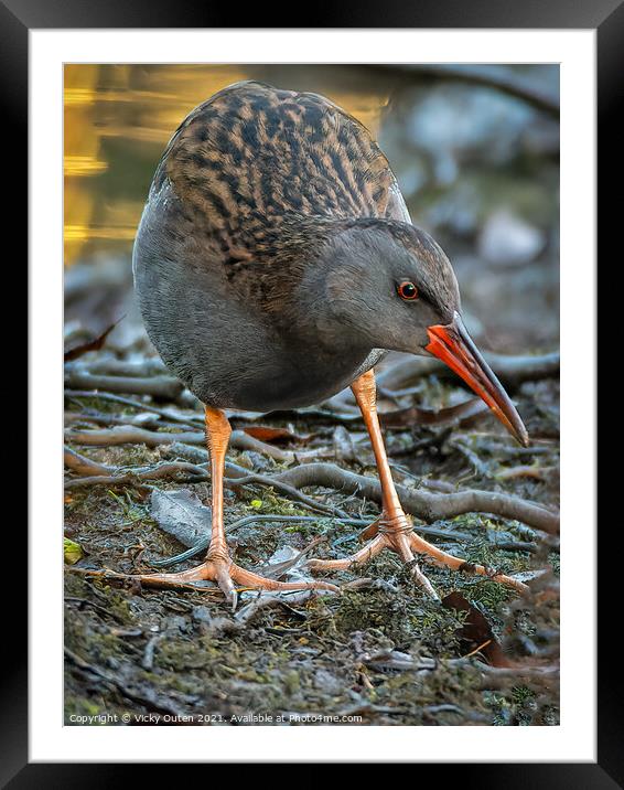 Water rail  Framed Mounted Print by Vicky Outen