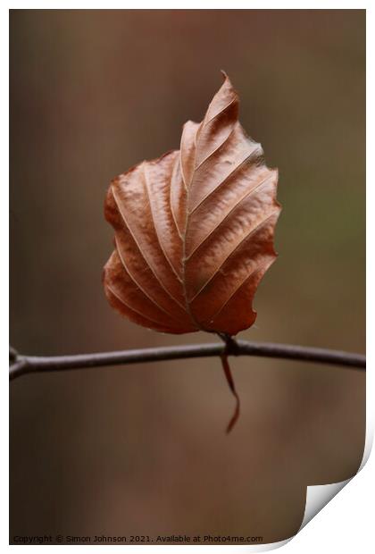 beech leaf Print by Simon Johnson