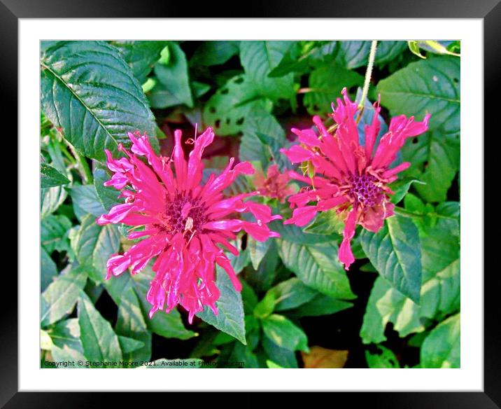 Pink flowers Framed Mounted Print by Stephanie Moore