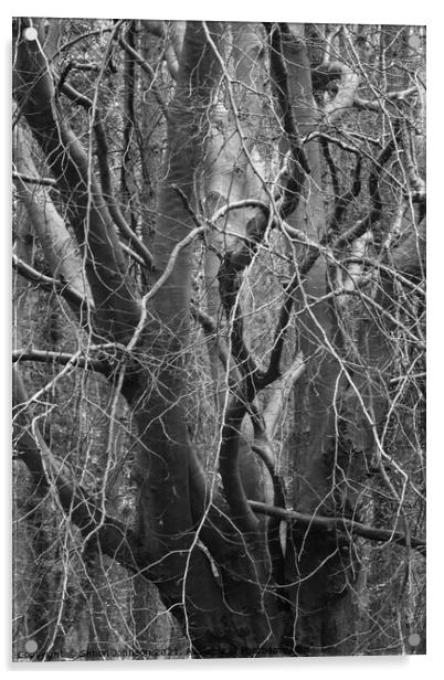 Branch Chaos Acrylic by Simon Johnson