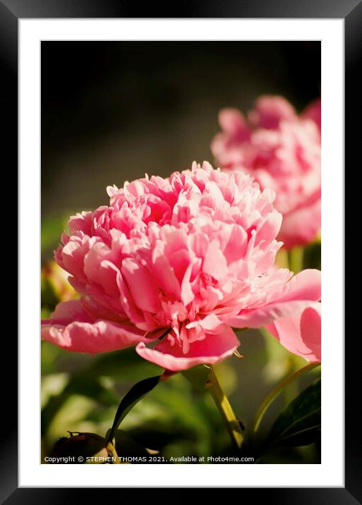 Pretty Pink Peony Framed Mounted Print by STEPHEN THOMAS