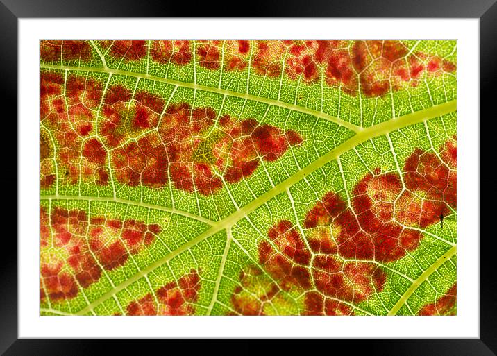 Vine leaf close-up Framed Mounted Print by Pete Hemington