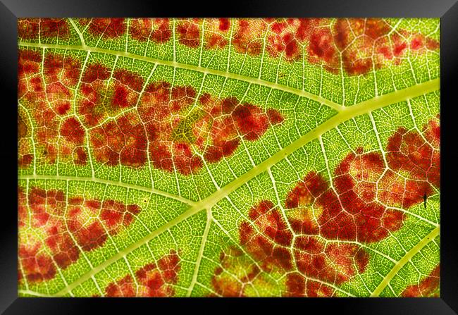 Vine leaf close-up Framed Print by Pete Hemington