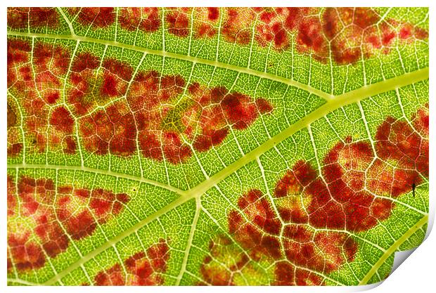 Vine leaf close-up Print by Pete Hemington
