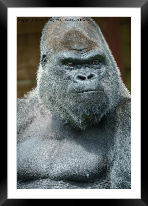 The Handsome Silverback Framed Mounted Print by rawshutterbug 