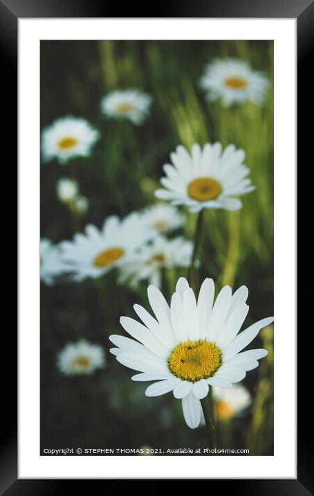 Wild Daisy Framed Mounted Print by STEPHEN THOMAS