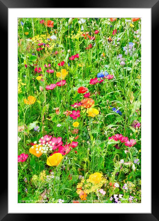 Wildflower Meadow with a Variety of Colourful Flow Framed Mounted Print by Samuel Sequeira