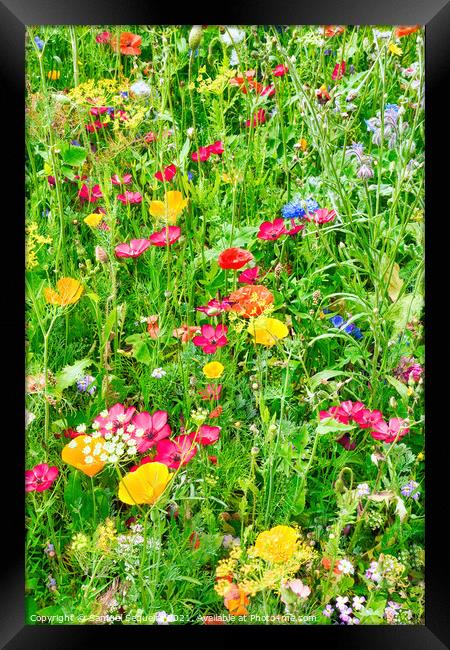 Wildflower Meadow with a Variety of Colourful Flow Framed Print by Samuel Sequeira