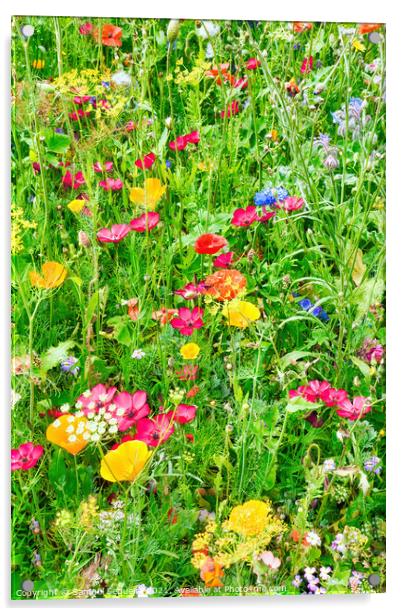 Wildflower Meadow with a Variety of Colourful Flow Acrylic by Samuel Sequeira