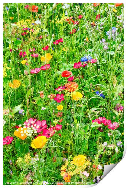 Wildflower Meadow with a Variety of Colourful Flow Print by Samuel Sequeira