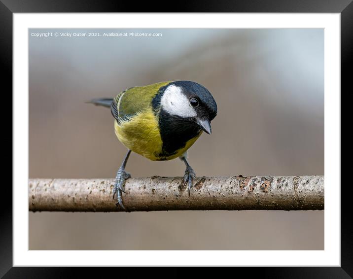 A curious great tit standing on a branch Framed Mounted Print by Vicky Outen