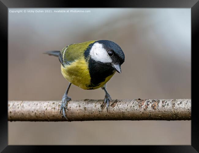 A curious great tit standing on a branch Framed Print by Vicky Outen