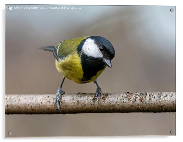 A curious great tit standing on a branch Acrylic by Vicky Outen