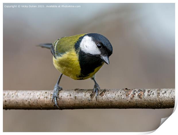 A curious great tit standing on a branch Print by Vicky Outen