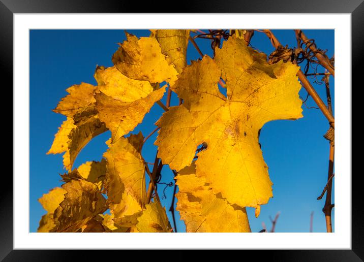 Fall wine leafes Framed Mounted Print by Thomas Schaeffer