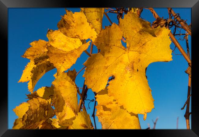 Fall wine leafes Framed Print by Thomas Schaeffer