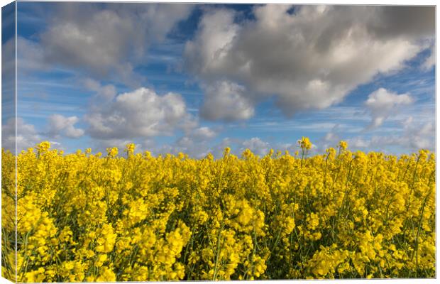 Rapeseed Canvas Print by Thomas Schaeffer