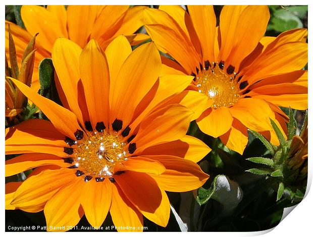 Starshine  Orange Glitter Daisy Print by Patti Barrett