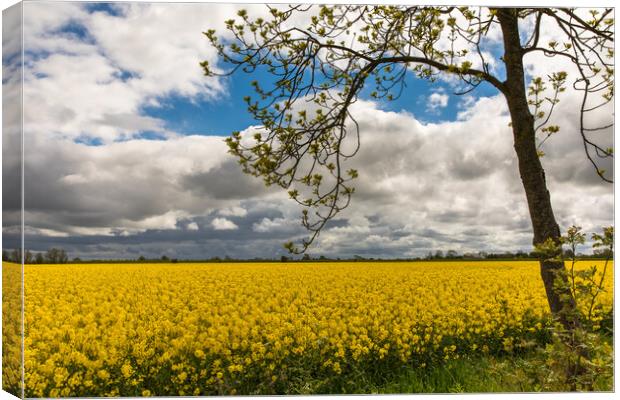 Rapeseed Canvas Print by Thomas Schaeffer