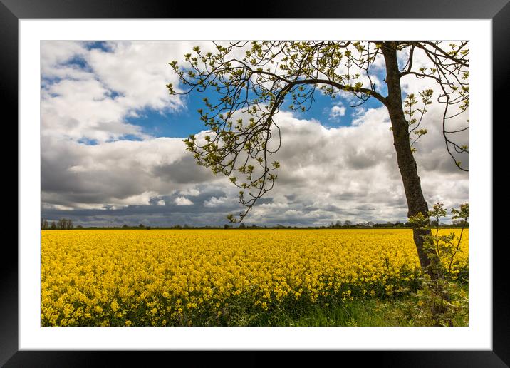 Rapeseed Framed Mounted Print by Thomas Schaeffer