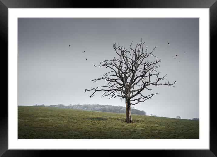 Tree in a Sussex Field Framed Mounted Print by Mark Jones