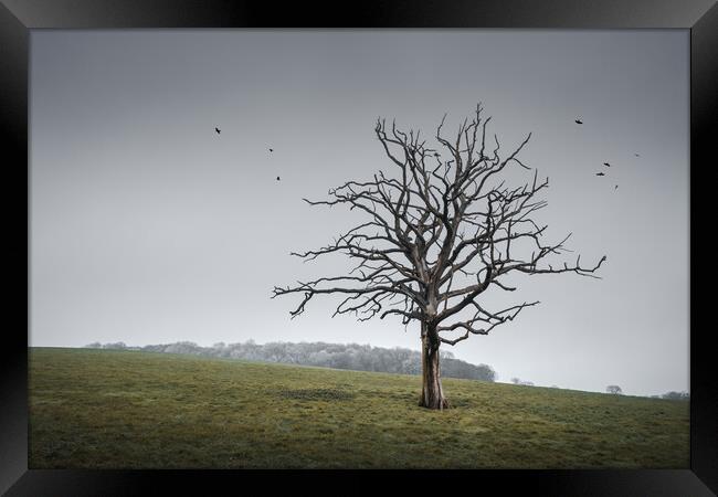 Tree in a Sussex Field Framed Print by Mark Jones