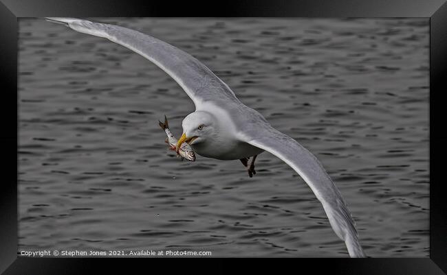 Gull With Fish Framed Print by Ste Jones