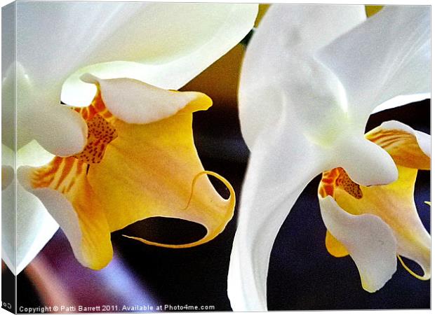 White orchids, macro Canvas Print by Patti Barrett