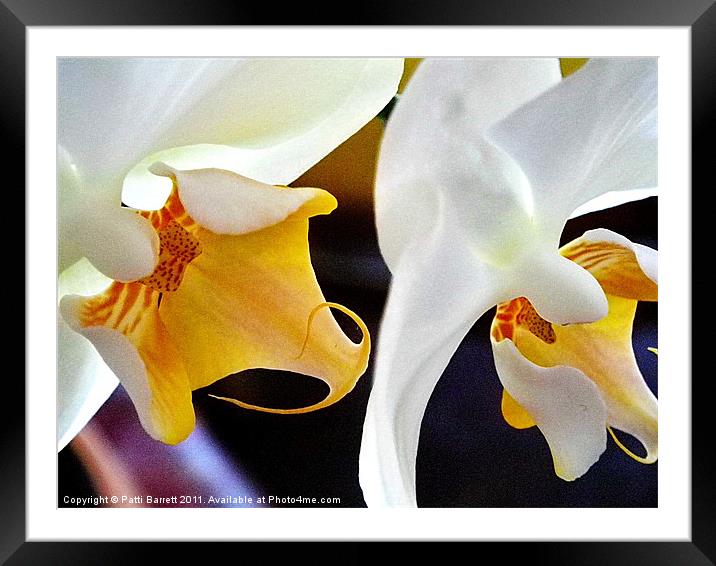 White orchids, macro Framed Mounted Print by Patti Barrett