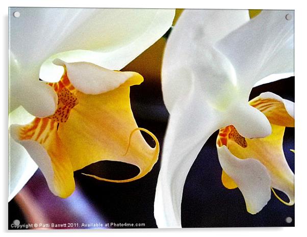 White orchids, macro Acrylic by Patti Barrett
