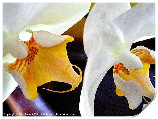 White orchids, macro Print by Patti Barrett