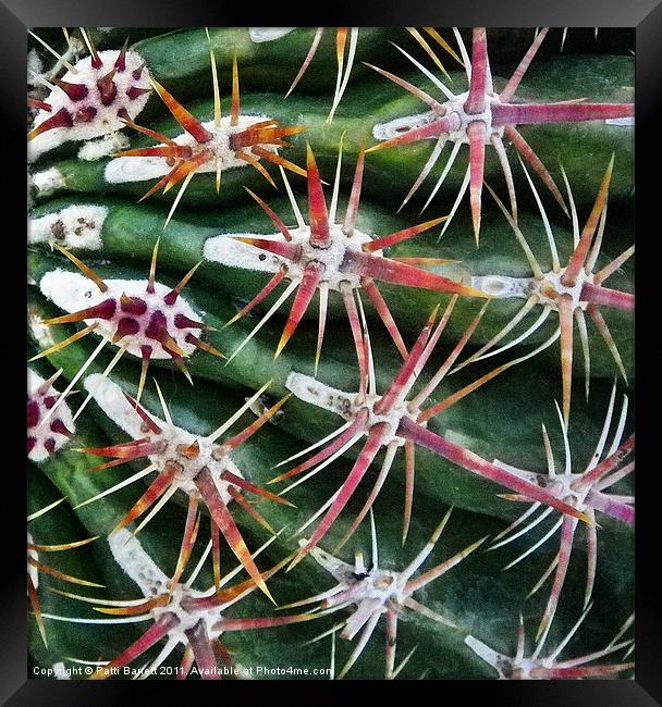 Cactus up close and personal Framed Print by Patti Barrett