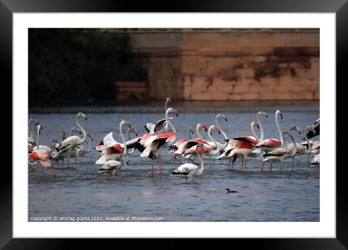 Flamingo Framed Mounted Print by anurag gupta
