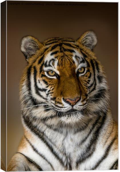 Tiger Profile Canvas Print by rawshutterbug 