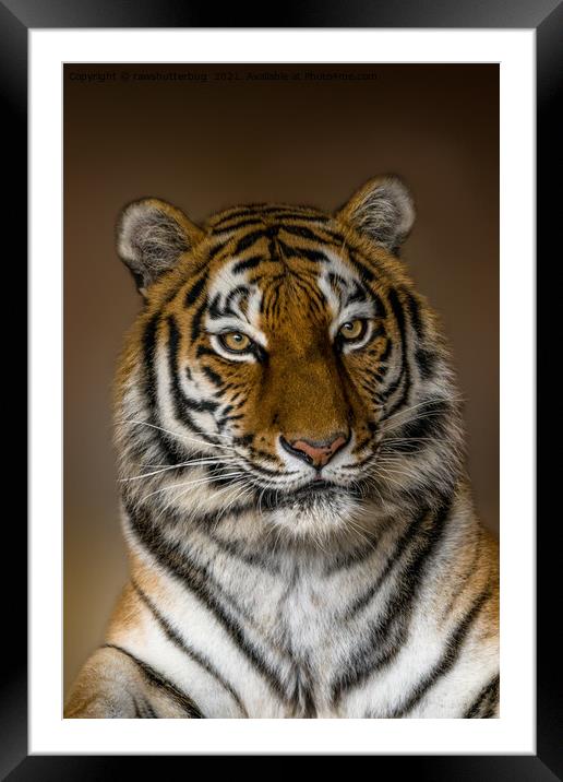 Tiger Profile Framed Mounted Print by rawshutterbug 