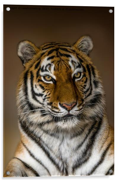 Tiger Profile Acrylic by rawshutterbug 