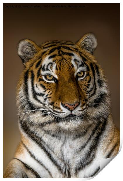Tiger Profile Print by rawshutterbug 