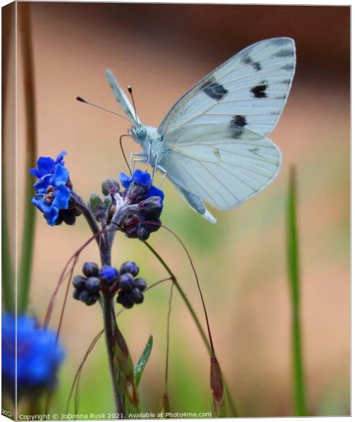 Small White Butterfly Canvas Print by JoDonna Rusk