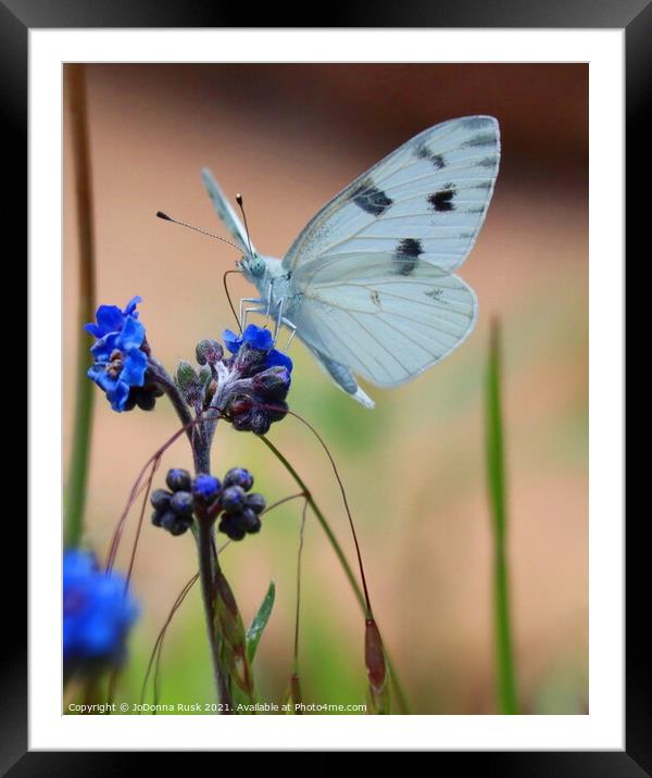 Small White Butterfly Framed Mounted Print by JoDonna Rusk