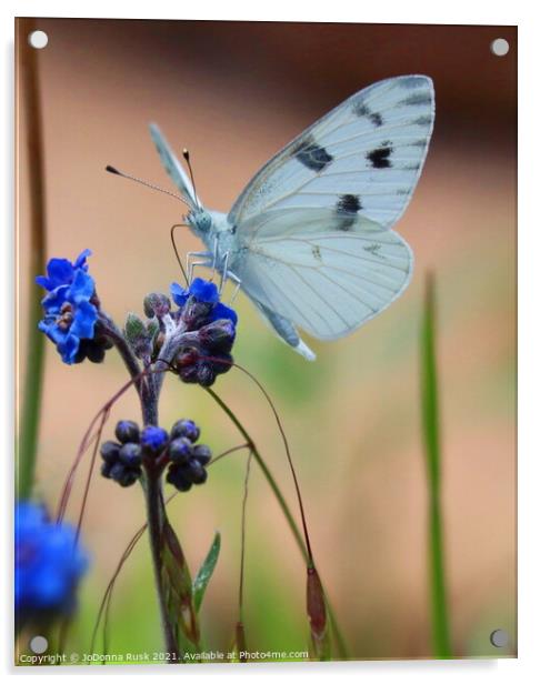 Small White Butterfly Acrylic by JoDonna Rusk