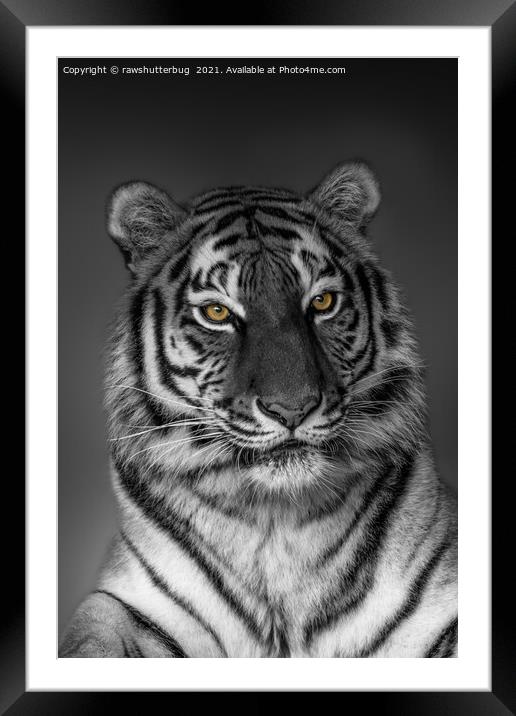 Tiger Profile  Framed Mounted Print by rawshutterbug 