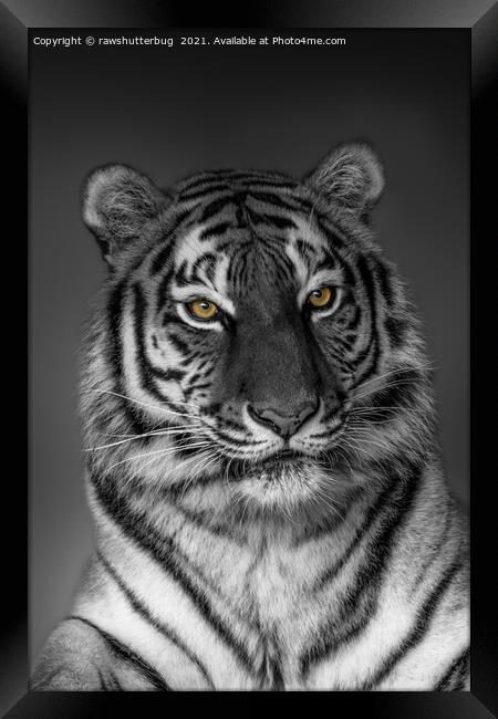 Tiger Profile  Framed Print by rawshutterbug 