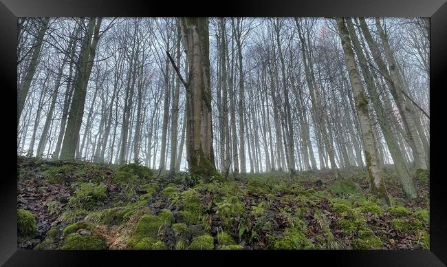 Trees in the fog Framed Print by Jonathan Thirkell