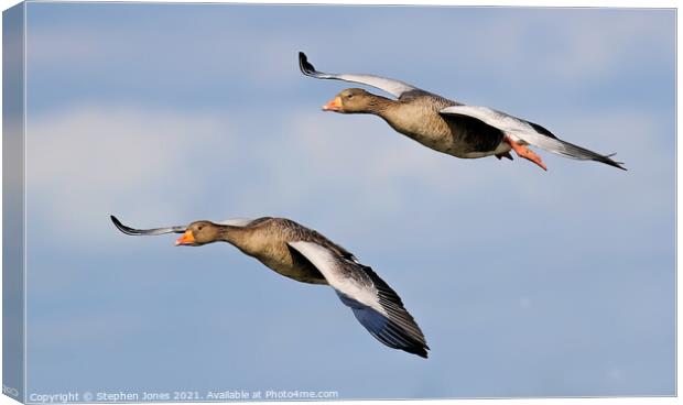 Greylag Geese In Flight Canvas Print by Ste Jones