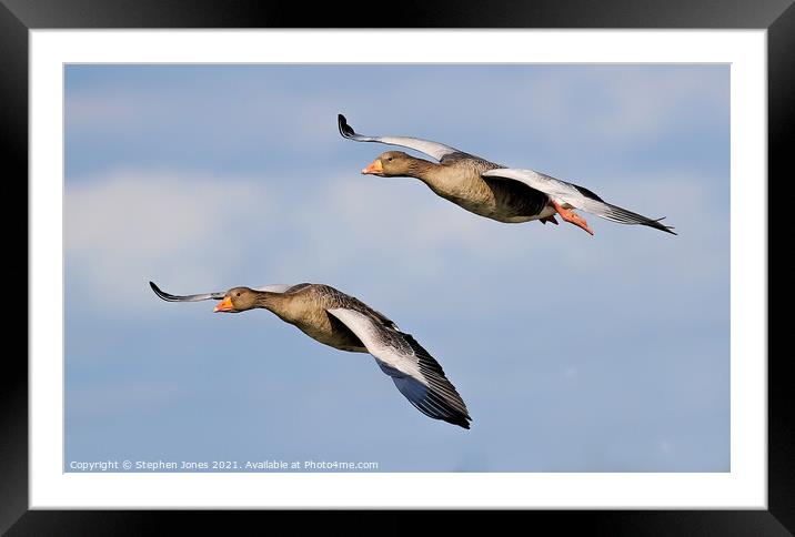 Greylag Geese In Flight Framed Mounted Print by Ste Jones