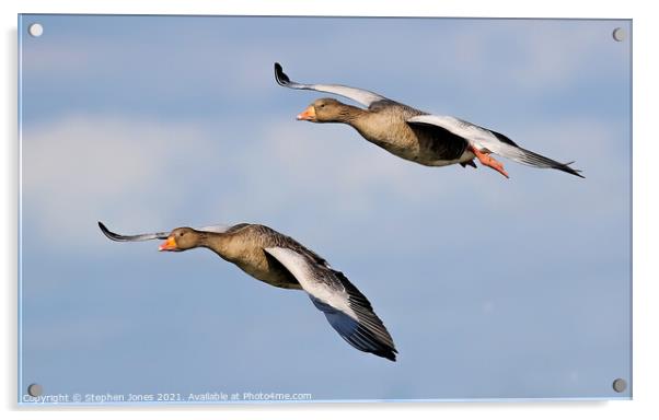Greylag Geese In Flight Acrylic by Ste Jones