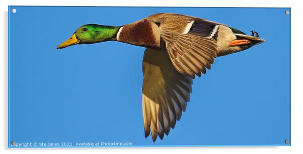 Mallard Duck Close Pass Acrylic by Ste Jones