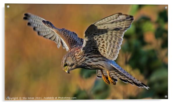 Female Kestrel In The Hover Acrylic by Ste Jones